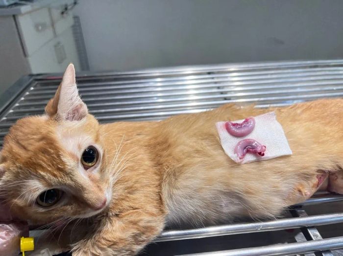 Phòng Khám Thú Y Kokan Pet Clinic - Nha Trang ảnh 2: Hình ảnh chân thực về không gian phòng khám, nơi mang đến sự an tâm cho chủ nuôi và sự thoải mái cho thú cưng.
