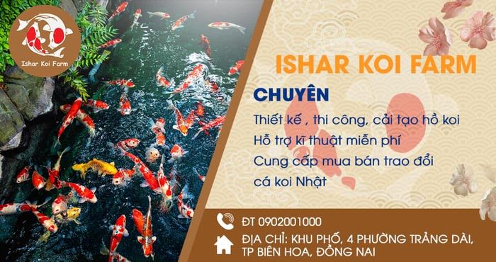 Ishar Koi Farm - Hình ảnh 2