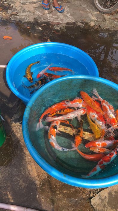 Cá Cảnh Trần Gia Trang - Hình ảnh 1