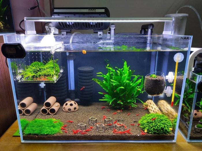 Aquan - Phụ kiện cá cảnh uy tín hình ảnh 1