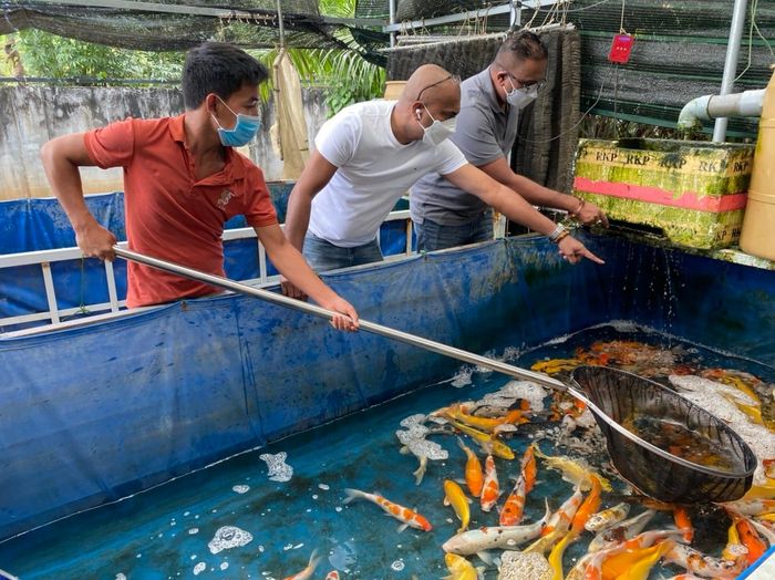 Minh Xuân Koi Farm - Hình ảnh 2