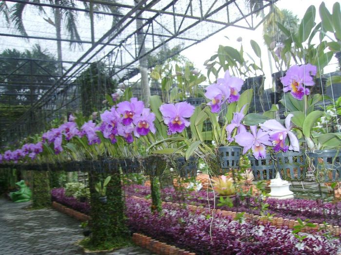 Hình ảnh Shop Cây Xanh Ngọc Lan lần 2