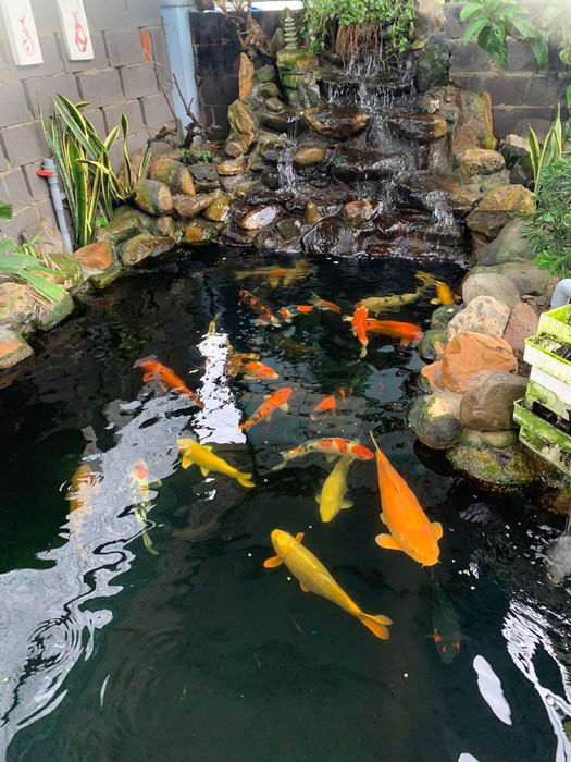 Hình ảnh đàn cá Koi rực rỡ tại Koi Thanh Bình