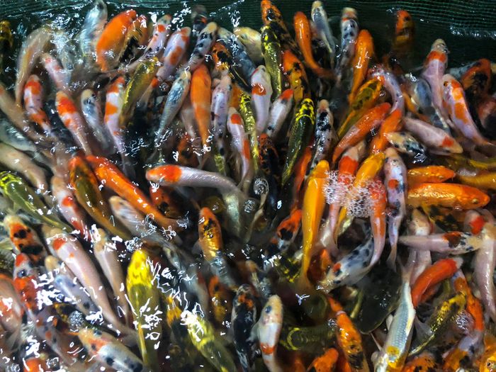 Cá Cảnh Trần Gia Trang - Hình ảnh 2