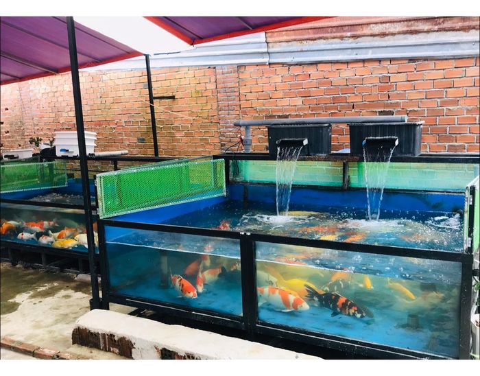 Hình ảnh không gian trưng bày cá Koi đẳng cấp tại Khang Koi Farm