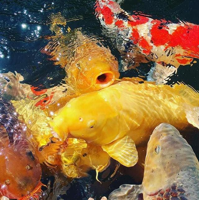 Koi Farm 54 - Hình ảnh 1