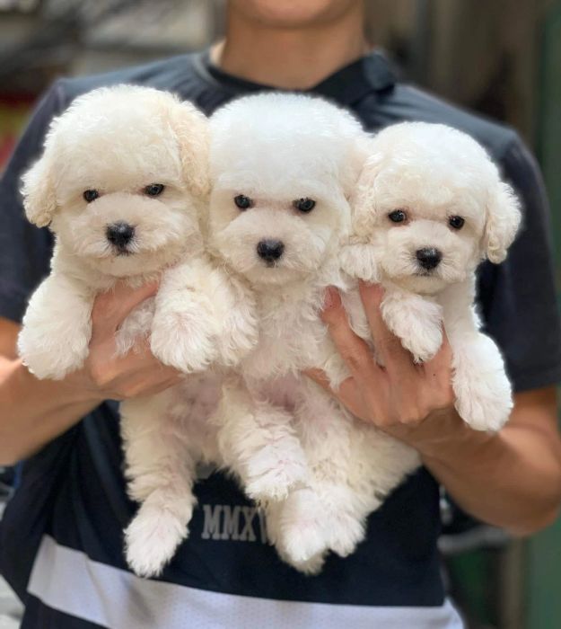 Hình ảnh không gian phòng khám thú y Pet Like Nha Trang