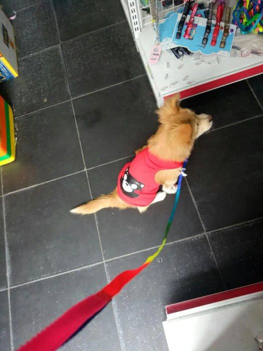 Bộ sưu tập phụ kiện cao cấp tại Nobipet - Siêu Thị Thú Cưng