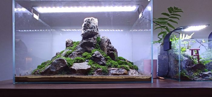 Hình ảnh Thủy sinh Fairytale 1