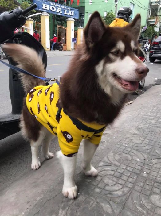 Không gian ấm cúng tại Bobby Pet Shop