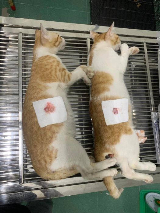 Hình ảnh 2 về Phòng khám Thú y 79 Nha Trang - Góc nhìn chân thực về quy trình thăm khám chuyên nghiệp, nơi y học và tình yêu động vật hòa quyện