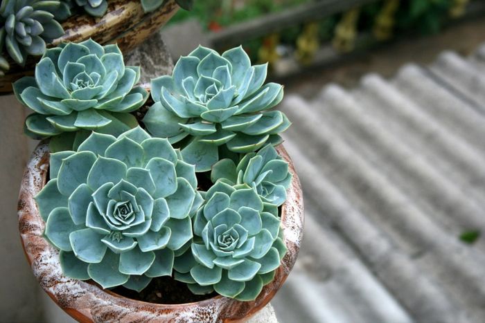 Hình ảnh Công ty Cổ phần Cảnh Quan Xanh lần 1