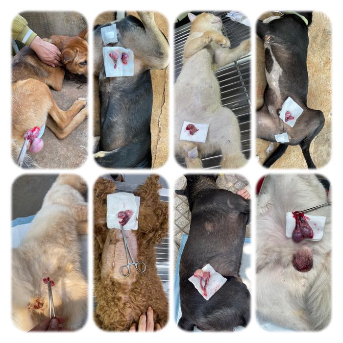 Hình ảnh 2 về Phòng Khám Thú Y SUPER PET