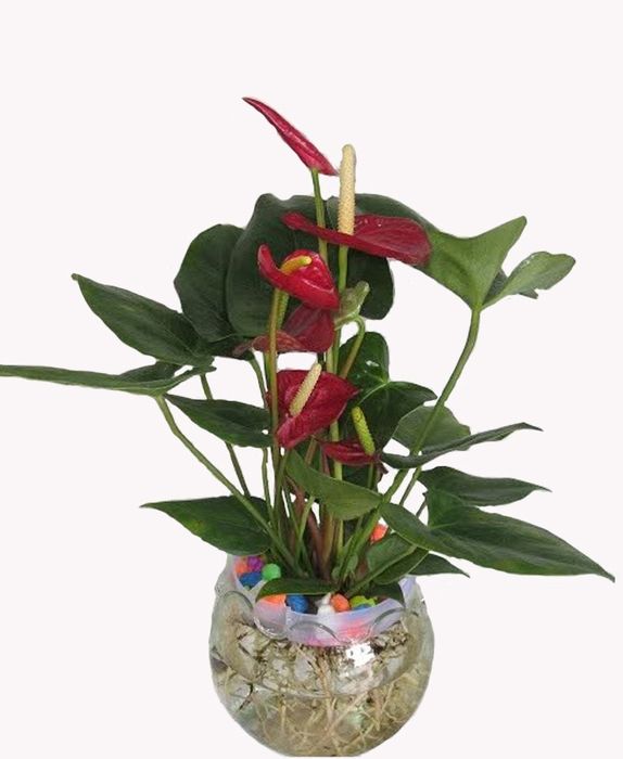 Hình ảnh Cửa hàng cây cảnh Minh Tân lần 1