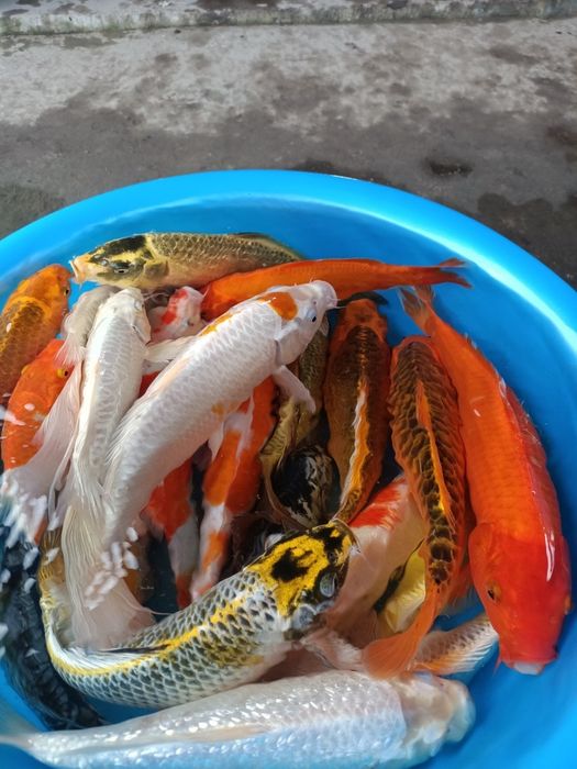 Linh Long Koi Farm - Hình ảnh 1