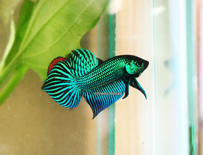 Spade Tail gây ấn tượng với chóp đuôi hình lá bài độc đáo - kiệt tác thu nhỏ của tự nhiên