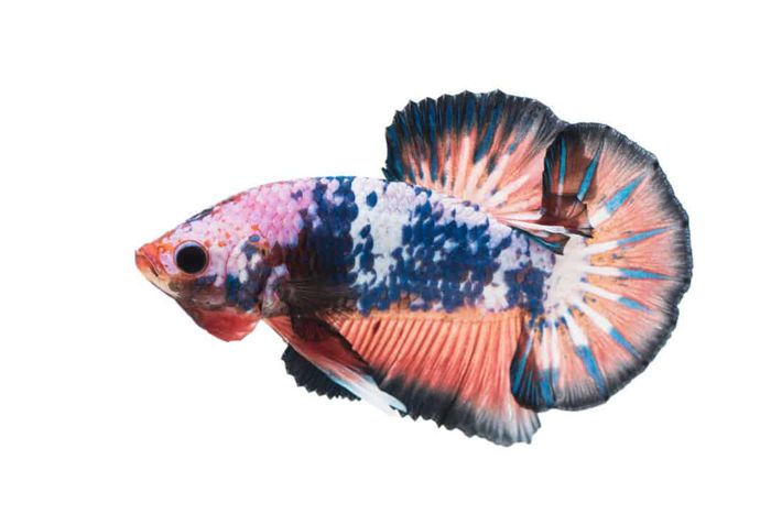 Plakat betta - vẻ đẹp thuần khiết gần với giống hoang dã, lý tưởng cho người mới bắt đầu