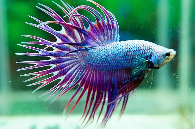 Crown Tail Betta - bộ vây sắc nhọn như vương miện hoàng gia độc nhất vô nhị