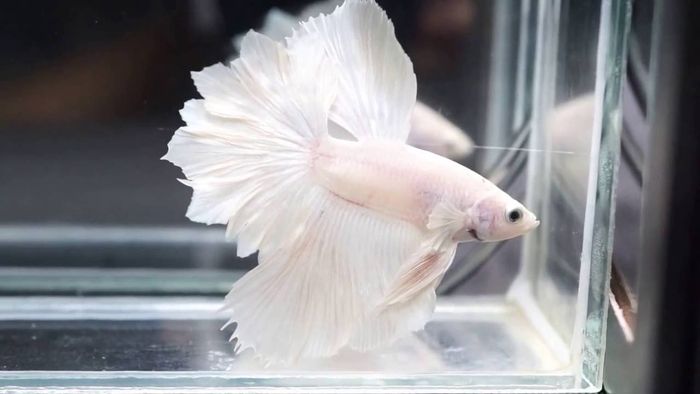 Feather Tail - kiệt tác sống với bộ vây đuôi phân nhánh như lông vũ quý phái