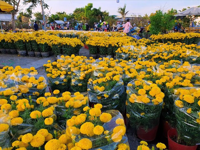 Chợ hoa Bạc Liêu - Hình ảnh 1