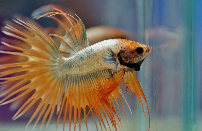 Hình ảnh Combtail betta - loài cá lai tạo đặc biệt giữa crown tail và các dòng betta khác