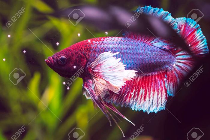 Dumbo thu hút ánh nhìn với bộ vây ngực sặc sỡ, tương phản ấn tượng so với màu thân - một kiệt tác phối màu của tự nhiên