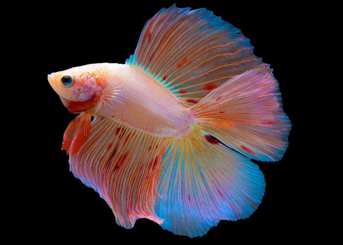 Double Tail Betta - vẻ đẹp độc nhất với hai gốc đuôi và thân hình đặc biệt