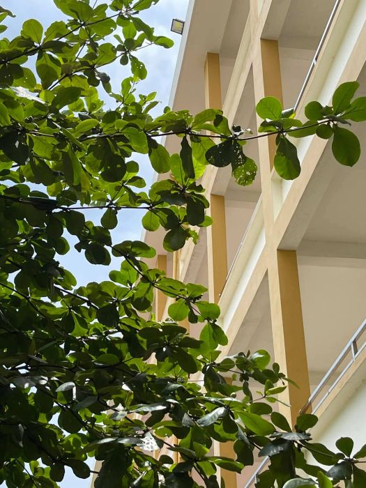 Trường Trung Học Phổ Thông Hùng Vương hình ảnh 2