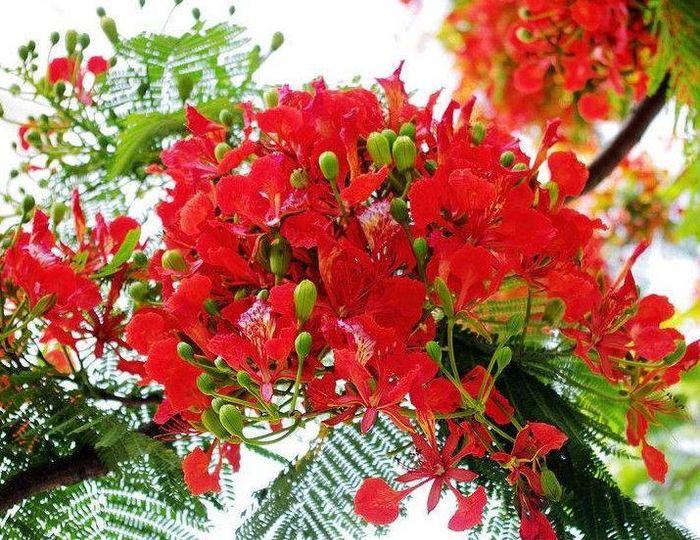 Hình ảnh đầu tiên về Trường THCS Nguyễn Văn Trỗi - Ngôi trường xanh giữa lòng thành phố Tuy Hòa