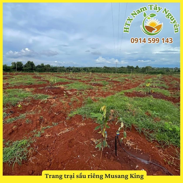 Không gian sản xuất giống cây tại HTX Nam Tây Nguyên