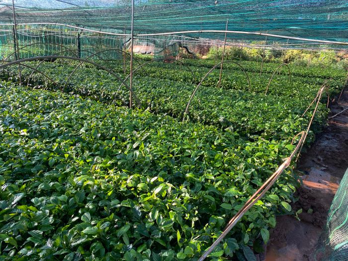 Hình ảnh vườn ươm Eakmat - Không gian xanh chuẩn kỹ thuật