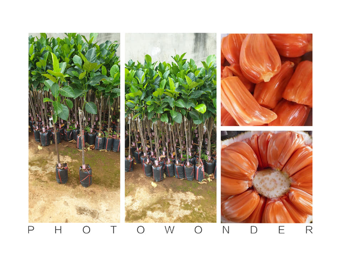 Hệ thống nhà lưới hiện đại tại Tiến Đạt