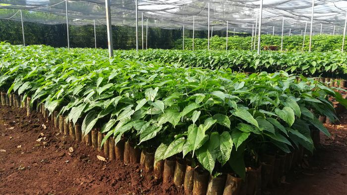 Không gian xanh tại vườn ươm Tiến Đạt