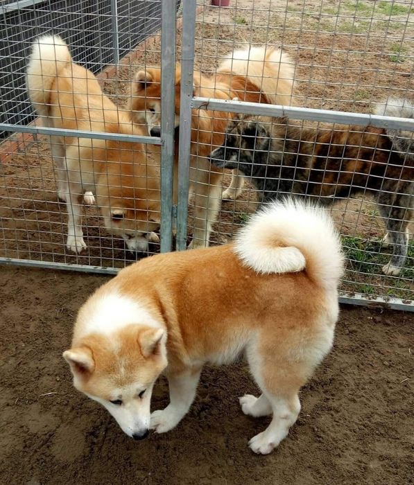 Khoảnh khắc đáng yêu của các bé Akita tại Phươngzado Akitainu