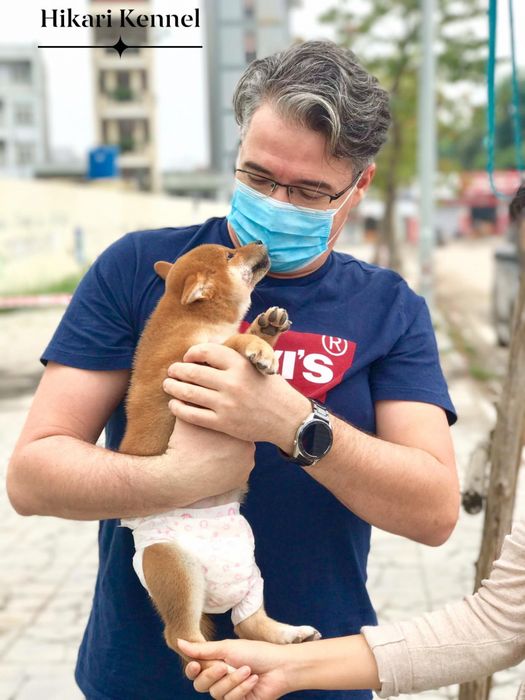 Khoảnh khắc đáng yêu của các bé Akita tại Hoang Hoang - Hiraki Kennel