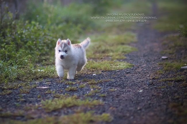 Bộ sưu tập hình ảnh Husky ấn tượng tại Saigon Husky Kennel