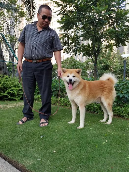 Hình ảnh đáng yêu về những chú Akita tại Trại chó Thành Đạt