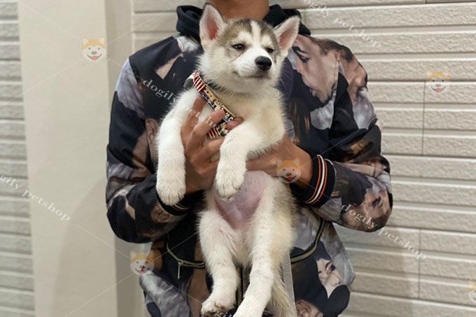 Hình ảnh những chú Husky đẳng cấp tại Dogily Petshop