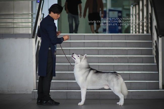 Hình ảnh những chú Husky xuất sắc tại Saigon Husky Kennel