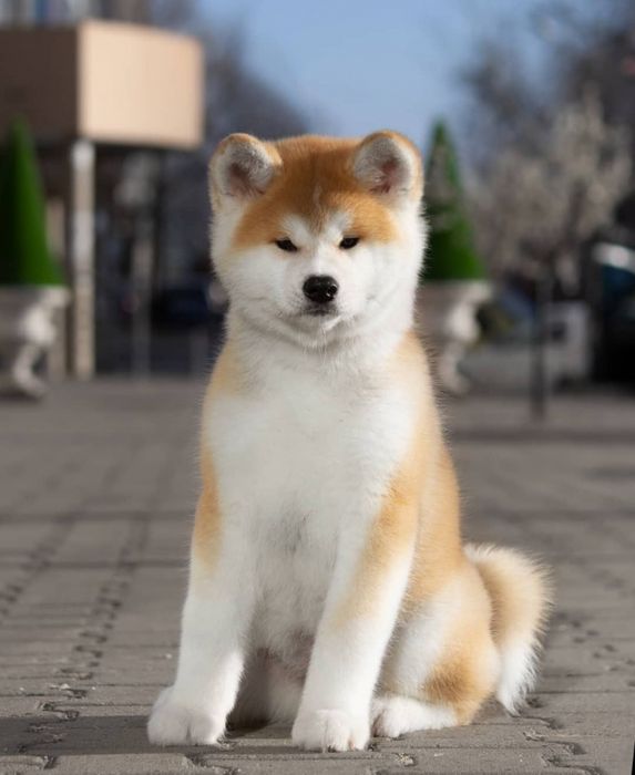 Hình ảnh chó Akita tại Trại chó Thành Đạt