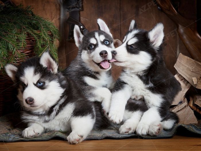 Bộ sưu tập Husky chất lượng tại AZPET Shop