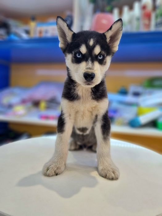 Hình ảnh những chú Husky chất lượng tại Sieupet