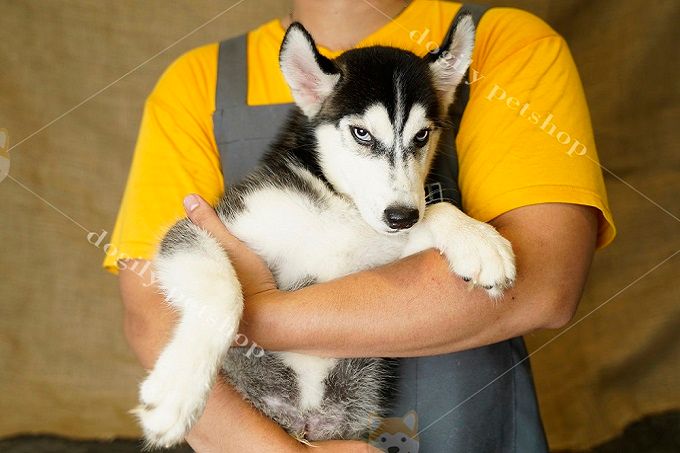 Bộ sưu tập Husky đa dạng tại Dogily Petshop