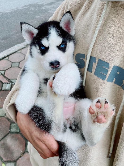 Hình ảnh những chú Husky chất lượng tại Viet Pet House