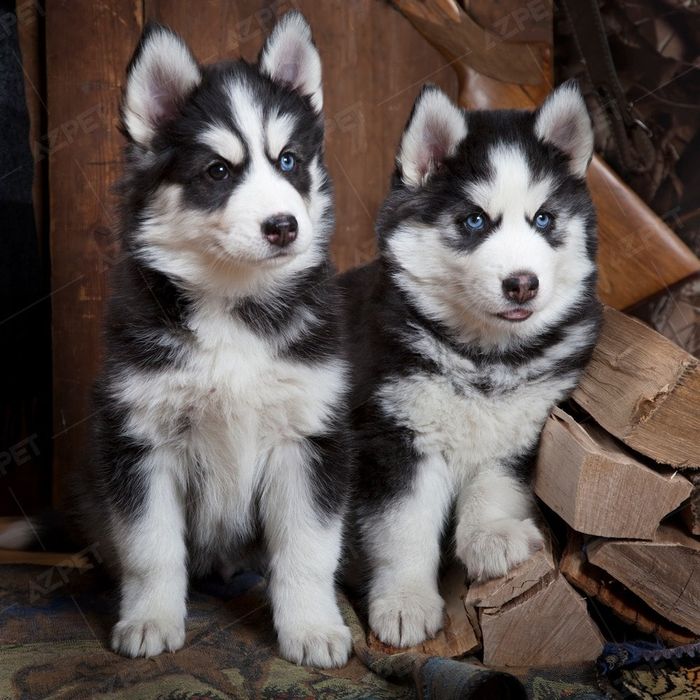 Hình ảnh những chú Husky đáng yêu tại AZPET Shop