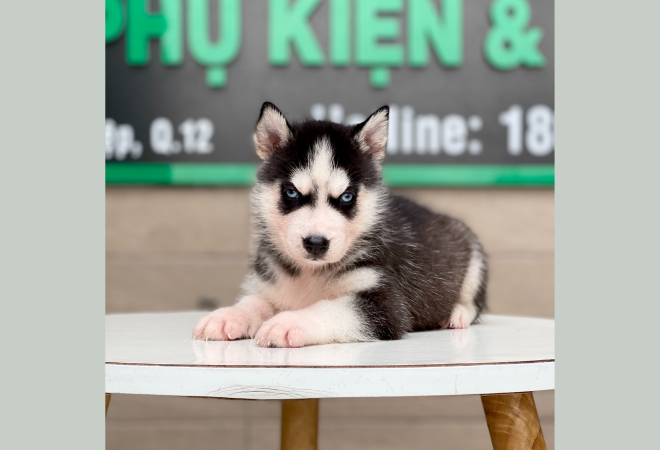 Hình ảnh những chú Husky đạt chuẩn tại Letrungpet