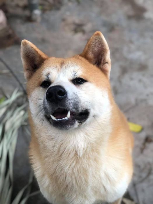 Hình ảnh ấn tượng về những chú Akita Inu chất lượng tại Quốc Trung Akita Inu