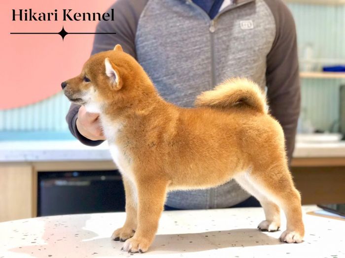 Hình ảnh những chú Akita Inu xuất sắc tại Hoang Hoang - Hiraki Kennel