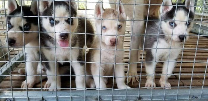 Hình ảnh những chú cún Husky đáng yêu tại F8 Kennel