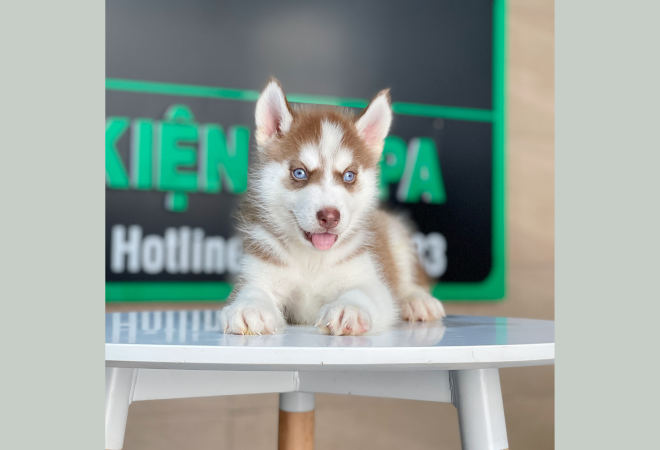 Bộ sưu tập hình ảnh Husky chất lượng tại Letrungpet